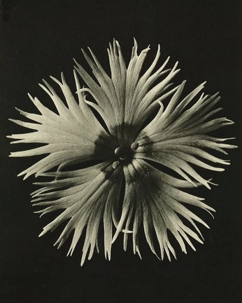 A cover of "Precious Magic" cluster. The owner is richardb. The cluster consists of 5 elements.