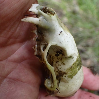 A cover of "Death of The Sable" cluster. The owner is hypercryptic. The cluster description is "Archives of dead sables I've found.". The cluster consists of 10 elements.