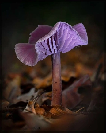 A cover of "Nature:Champignons" cluster. The owner is equynox. The cluster consists of 16 elements.