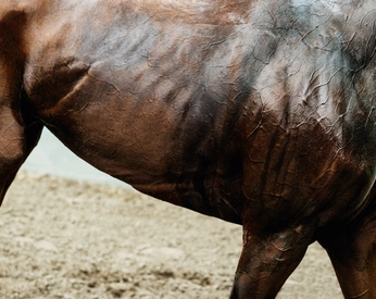 A cover of "toro libre" cluster. The owner is zachtrozekoekje. The cluster consists of 43 elements.