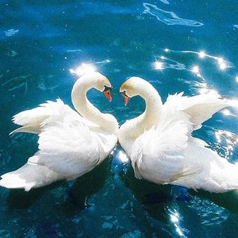 A cover of "Animal" cluster. The owner is bluelagoon. The cluster consists of 52 elements.