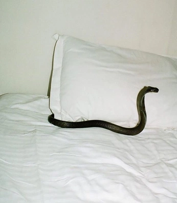 A cover of "in pain" cluster. The owner is eliseis. The cluster consists of 7 elements.