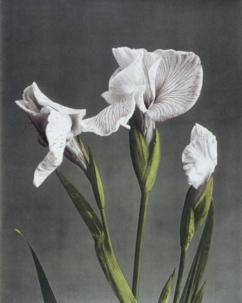 A cover of "flora" cluster. The owner is olyamamore. The cluster consists of 5 elements.