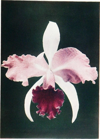 A cover of "Flowers" cluster. The owner is bripanna. The cluster consists of 5 elements.