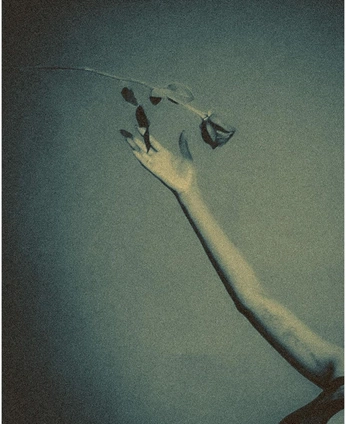 A cover of "bunny" cluster. The owner is underoath. The cluster consists of 56 elements.