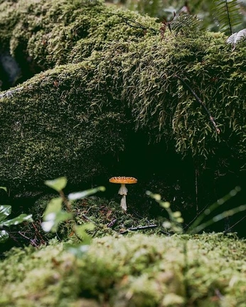 A cover of "🍄" cluster. The owner is theoryofslow. The cluster consists of 3 elements.