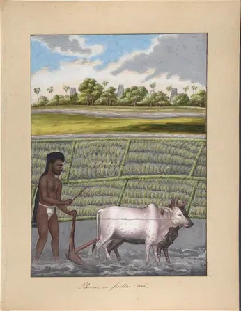 A cover of "Indian Illustrations" cluster. The owner is nasht. The cluster consists of 19 elements.