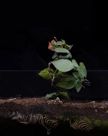 A cover of "TCC" cluster. The owner is nunedesign. The cluster consists of 1 element.