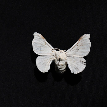 A cover of "Silk" cluster. The owner is luduch. The cluster consists of 58 elements. 2 create it.