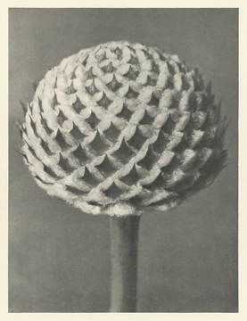 Karl Blossfeldt’s Urformen der Kunst (1928)