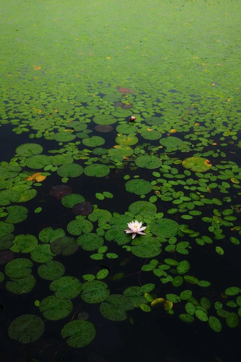 A cover of "景摄影" cluster. The owner is ki1998. The cluster consists of 41 elements.