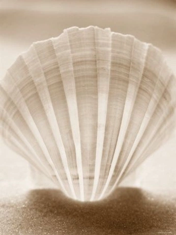 A cover of "Seashels" cluster. The owner is kseniia29799. The cluster consists of 48 elements.