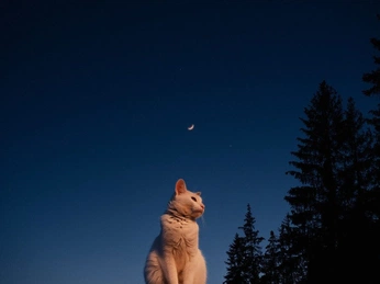 A cover of "simplicity" cluster. The owner is meglev. The cluster consists of 5 elements.