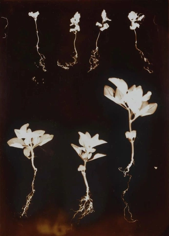 A cover of "✞" cluster. The owner is vanillahapples. The cluster description is "single cluster cause i love this pic as a cover for my pfp". The cluster consists of 1 element.