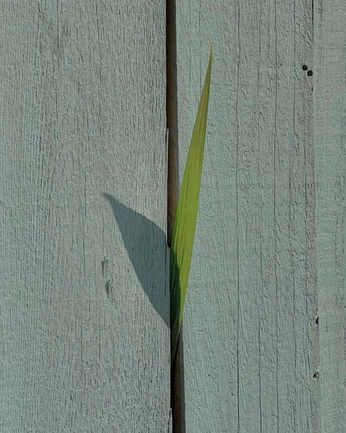 A cover of "Vano" cluster. The owner is floreds. The cluster consists of 50 elements.