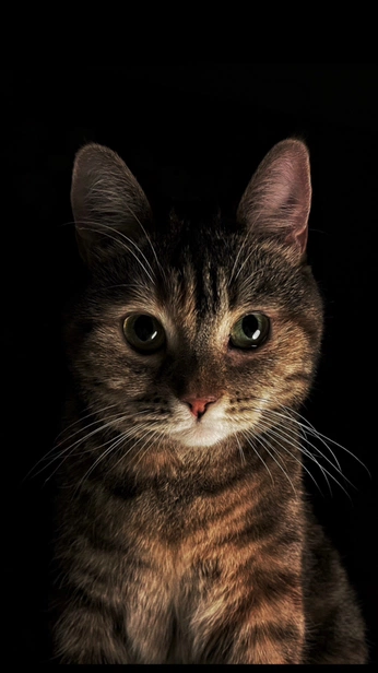 A cover of "Cat(pet)" cluster. The owner is ali.daryai. The cluster consists of 2 elements.