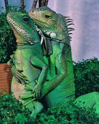 A cover of "reptile queen" cluster. The owner is loucifer. The cluster consists of 5 elements.