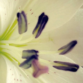 A cover of "botany" cluster. The owner is weirdprotea. The cluster consists of 7 elements.