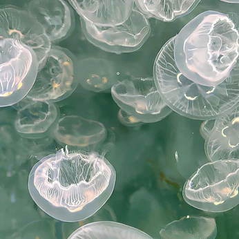 A cover of "Jelly Fish" cluster. The owner is cheekybear. The cluster consists of 15 elements.