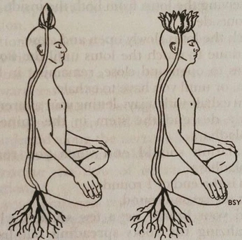 A cover of "EXPANSION" cluster. The owner is selvatropical. The cluster consists of 82 elements.