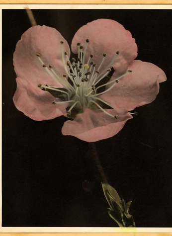 A cover of "Flowers" cluster. The owner is merona. The cluster consists of 1 element.