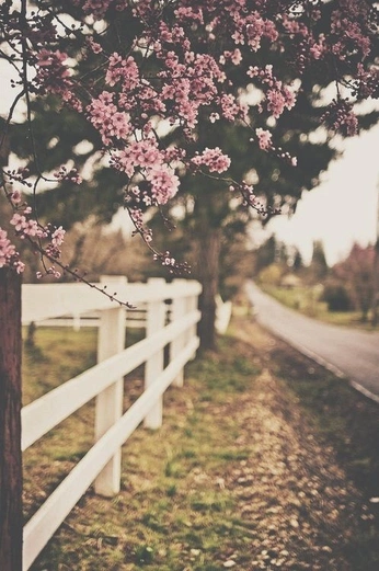 A cover of "Aesthetic™" cluster. The owner is vintagehoneybees. The cluster consists of 15 elements.