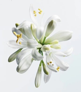 A cover of "Ingredients" cluster. The owner is jennabritt. The cluster consists of 184 elements.