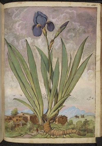 A cover of "nature artwork" cluster. The owner is charlieosn. The cluster consists of 2 elements.