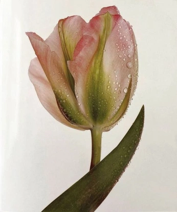 A cover of "Flowers" cluster. The owner is kitsuragi. The cluster consists of 38 elements.