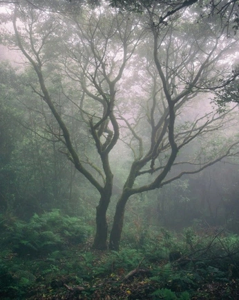 A cover of "Liminal" cluster. The owner is aethereal.itf. The cluster consists of 1693 elements.