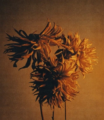 A cover of "flowers" cluster. The owner is hoito8. The cluster consists of 12 elements.