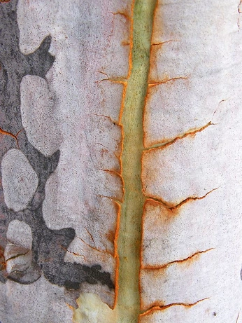 A cover of "nature textures" cluster. The owner is soul.fluency. The cluster consists of 40 elements.