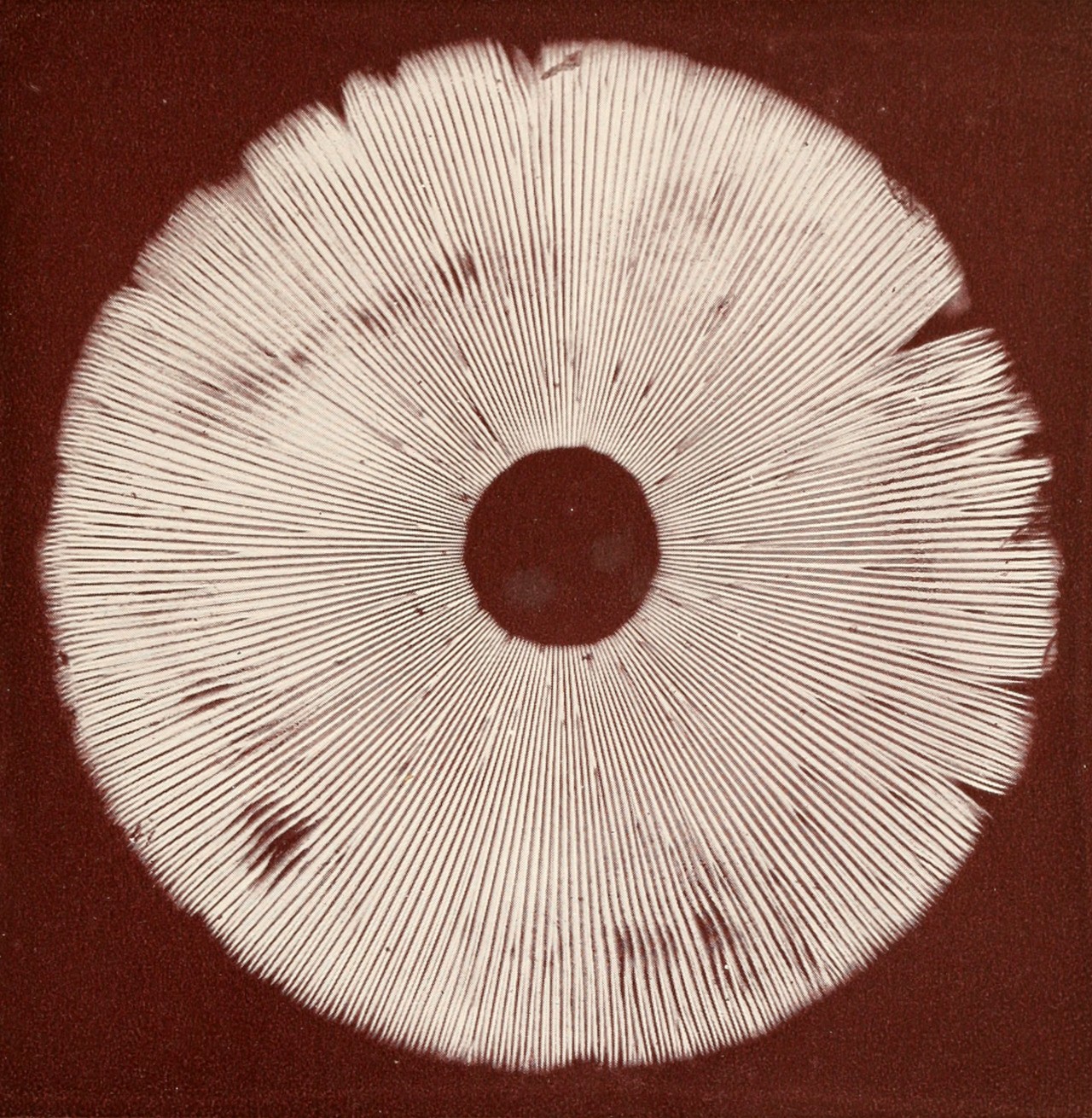 An image uploaded by yesiguess on Jan 04, 2024. May present: art, symmetry, mushroom, spore, spore print.