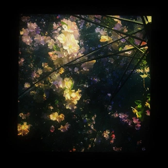 A cover of "child l1ke" cluster. The owner is c4veg1rl. The cluster consists of 1 element.