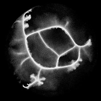 A cover of "Animation" cluster. The owner is ihorsaveli. The cluster consists of 62 elements.