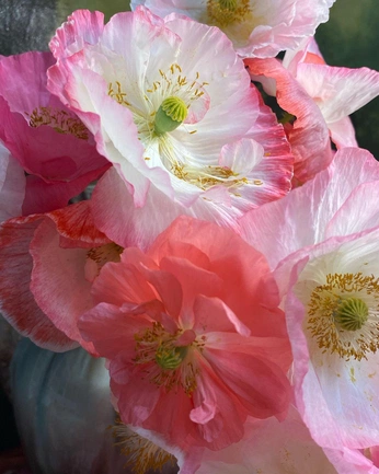 A cover of "Flower" cluster. The owner is gravitysnotes. The cluster consists of 19 elements.