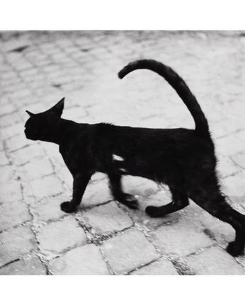 A cover of "`Kat" cluster. The owner is lcttt. The cluster consists of 2 elements.