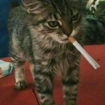 A cover of "shya" cluster. The owner is sa1k0o. The cluster consists of 3 elements.