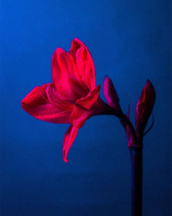 A cover of "Rosae" cluster. The owner is palettefinder. The cluster consists of 13 elements.