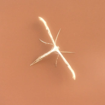 A cover of "be a bug" cluster. The owner is dinullakalila. The cluster consists of 10 elements.