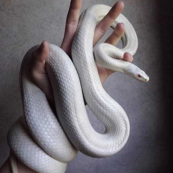 A cover of "Snake" cluster. The owner is jingquank. The cluster consists of 23 elements.