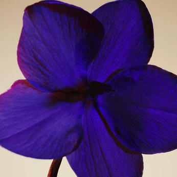 A cover of "purple" cluster. The owner is lamiyathegoat. The cluster description is "wisdom, creativity, power, and ambition.". The cluster consists of 13 elements.