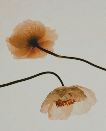 A cover of "bittersweet" cluster. The owner is distantstar. The cluster consists of 19 elements.