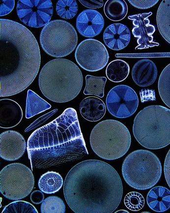 A cover of "micromacro x" cluster. The owner is palettefinder. The cluster consists of 18 elements.