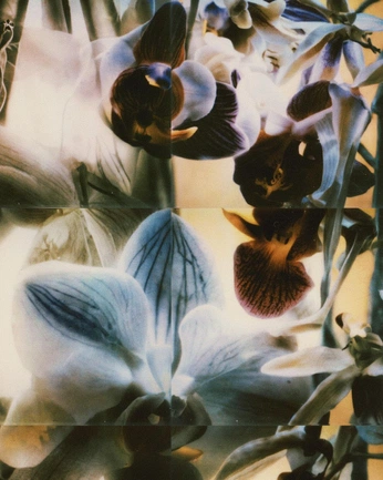 A cover of "orchids" cluster. The owner is katonivuku. The cluster consists of 12 elements.