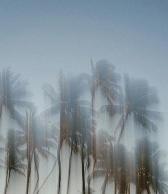 A cover of "tropics" cluster. The owner is tomydgr. The cluster consists of 2 elements.