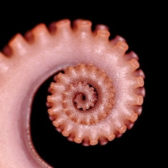 A cover of "Spin" cluster. The owner is s0sette. The cluster consists of 8 elements.