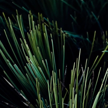 A cover of "\01: green" cluster. The owner is marinaguti. The cluster description is "probably everyone’s favourite colour". The cluster consists of 22 elements.