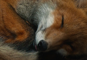 A cover of "FOX" cluster. The owner is foxy01. The cluster consists of 2 elements.