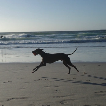 A cover of "the cape" cluster. The owner is aayush. The cluster consists of 139 elements.